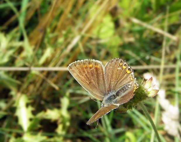 modráčik obyčajný Polyommatus icarus