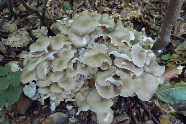 trúdnik klobúčkatý Polyporus umbellatus (Pers.) Fr.