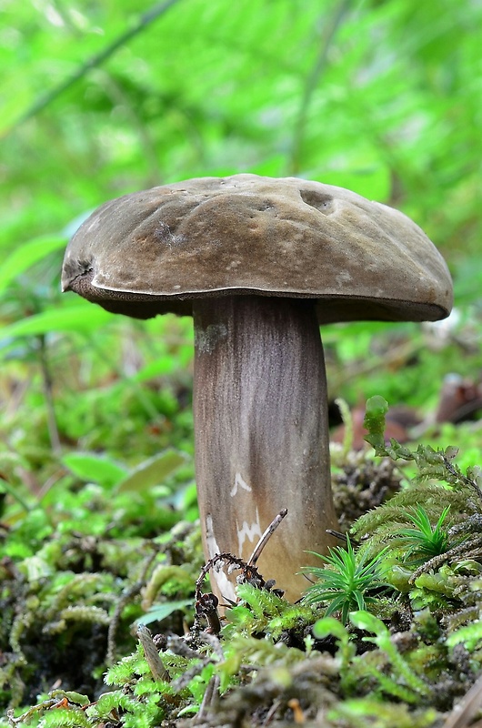 tmavohríb obyčajný Porphyrellus porphyrosporus (Fr. & Hök) E.-J. Gilbert