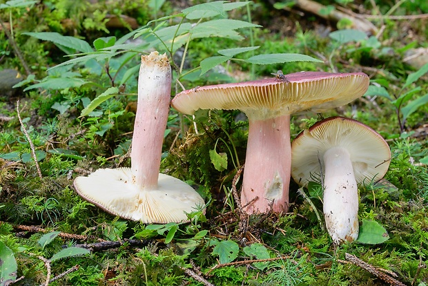 plávka olivová Russula olivacea (Schaeff.) Fr.