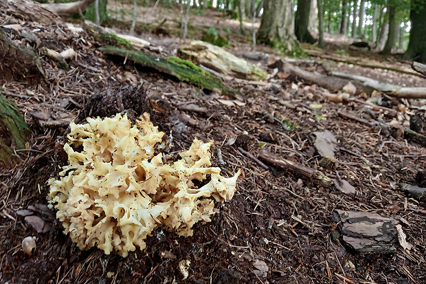 kučierka veľká Sparassis crispa (Wulfen) Fr.