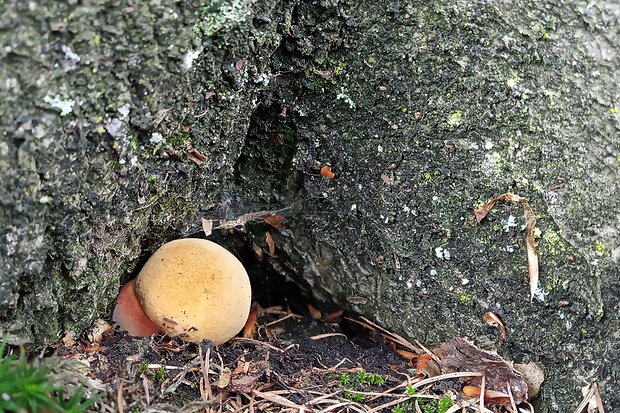 hríb zrnitohlúbikový Sutorius luridiformis (Rostk.) G. Wu & Zhu L. Yang