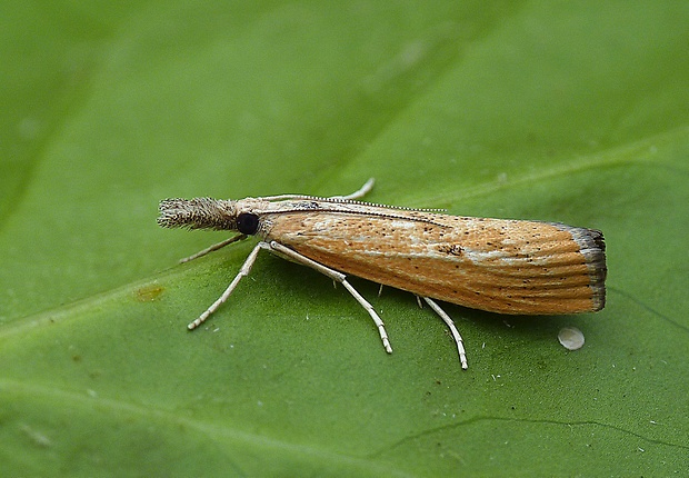 trávovec prúžkatý Agriphila inquinatella