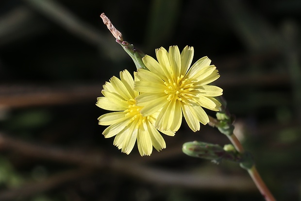 šalát kompasový Lactuca serriola L.