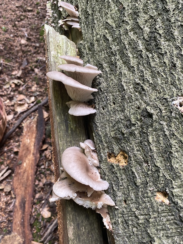 hliva buková Pleurotus pulmonarius (Fr.) Quél.