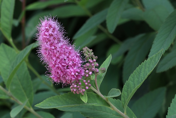 tavoľník vŕbolistý Spiraea salicifolia L.