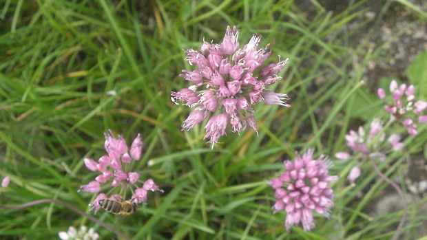 cesnak sivkastý horský Allium senescens subsp. montanum (Fr.) Holub