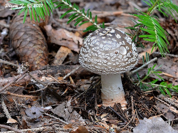 muchotrávka hrubá Amanita excelsa (Fr.) Bertill.