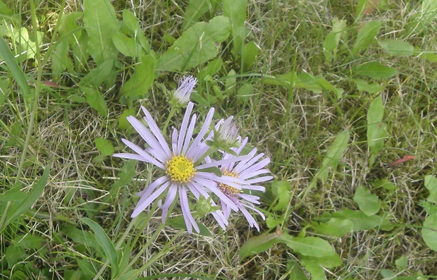 astra spišská Aster amelloides Besser