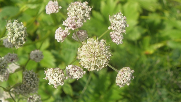 jarmanka väčšia Astrantia major L.