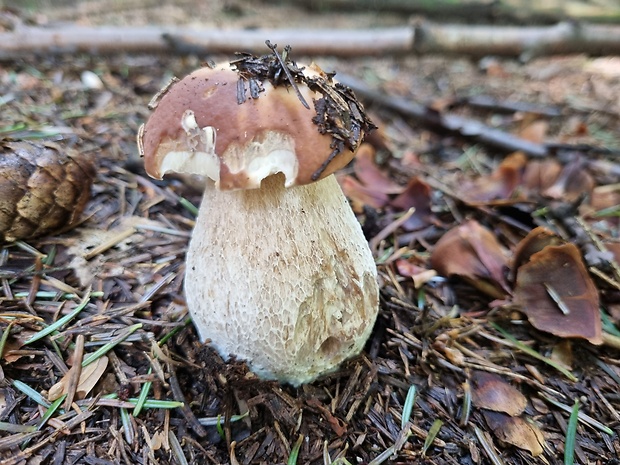 hríb smrekový Boletus edulis Bull.