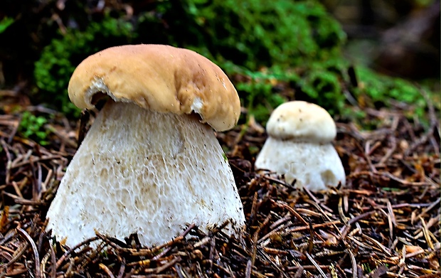 hríb smrekový Boletus edulis Bull.