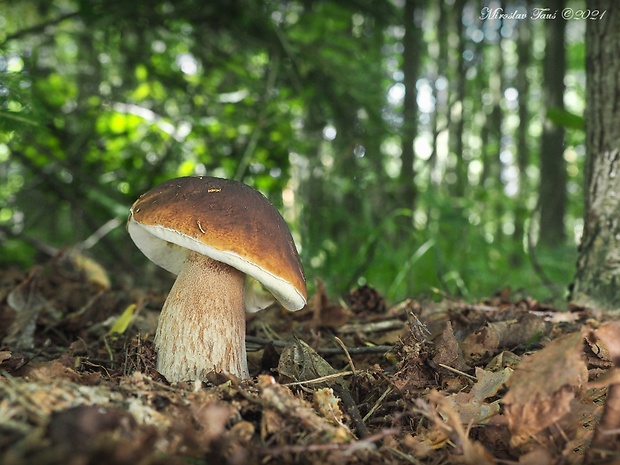 hríb smrekový Boletus edulis Bull.