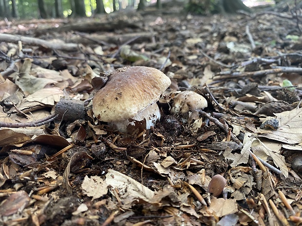 hríb smrekový Boletus edulis Bull.