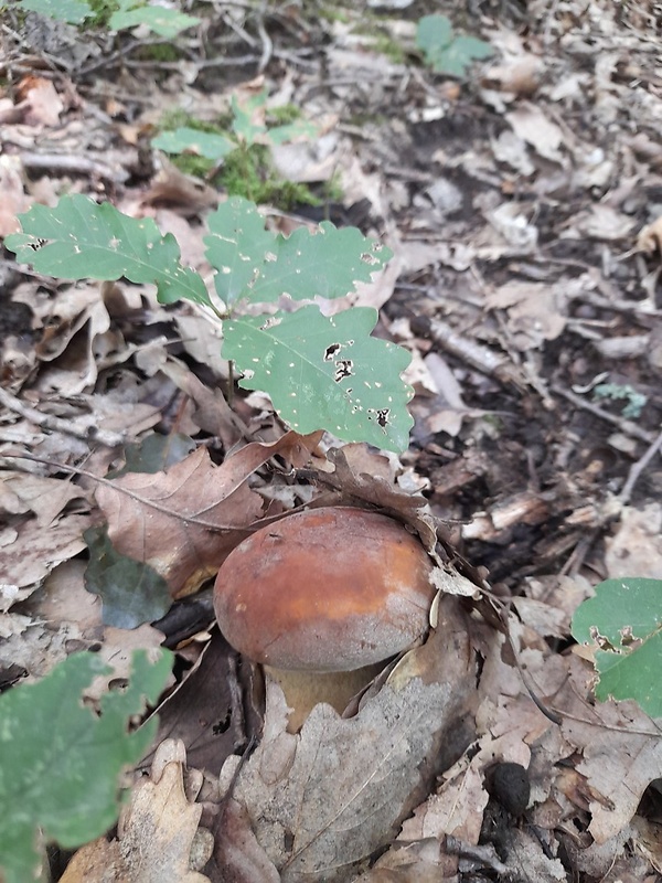 hríb dubový Boletus reticulatus Schaeff.