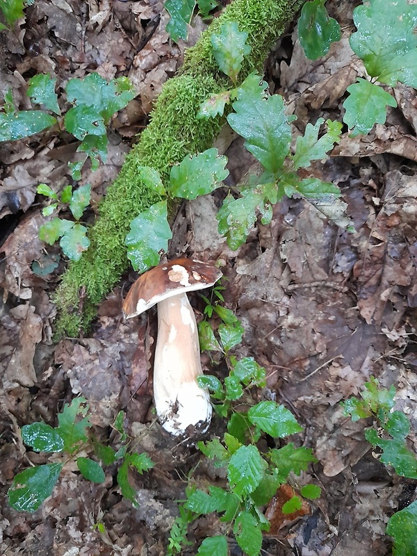 hríb dubový Boletus reticulatus Schaeff.