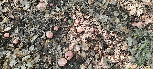 hríb kráľovský Butyriboletus regius (Krombh.) D. Arora & J.L. Frank