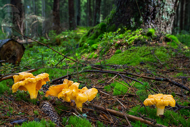 kuriatko jedlé Cantharellus cibarius Fr.