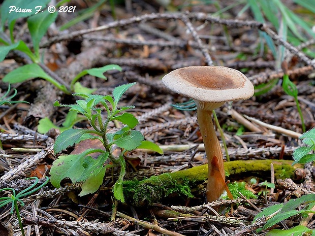 strmuľka lievikovitá Clitocybe gibba (Pers.) P. Kumm.