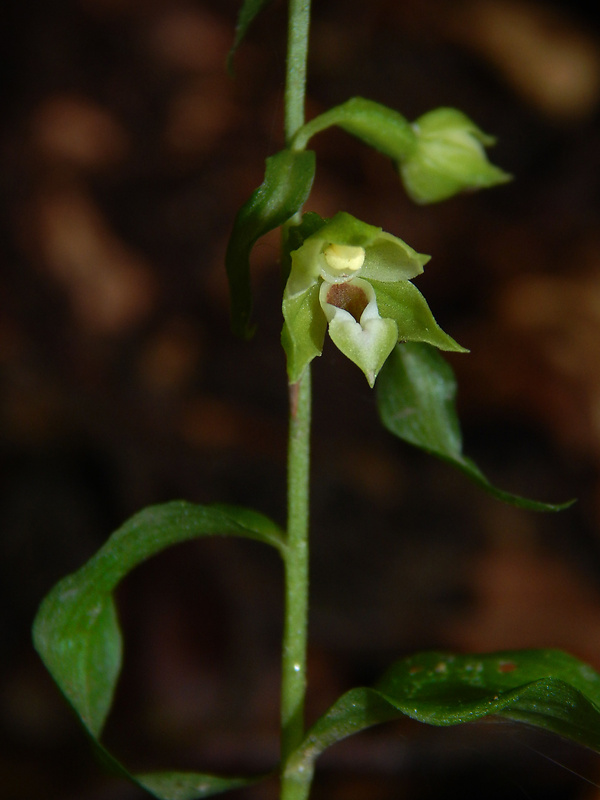 kruštík neskorý Epipactis albensis Nováková & Rydlo