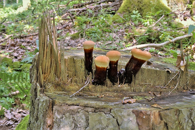 lesklokôrovka ihličnanová Ganoderma carnosum Pat.