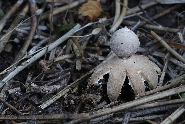 hviezdovka Geastrum granulosum Fuckel