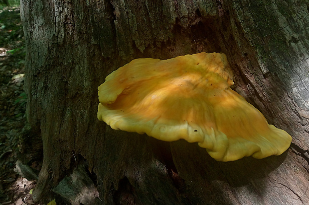 sírovec obyčajný Laetiporus sulphureus (Bull.) Murrill