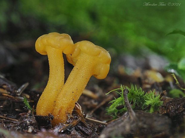 klincovka slizká Leotia lubrica (Scop.) Pers.