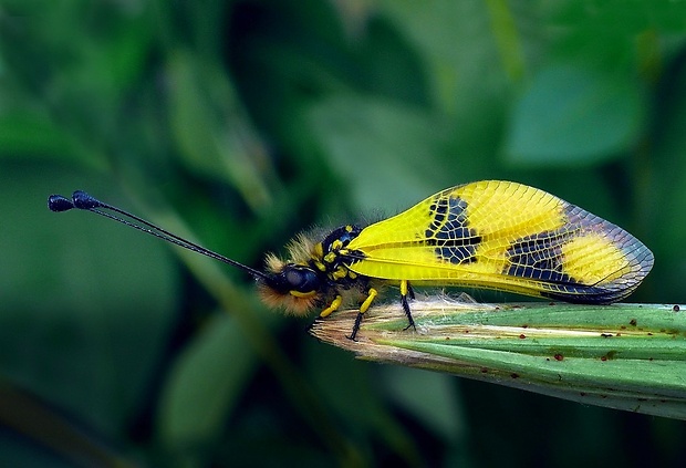 askalafus škvrnitokrídly (sk) / ploskoroh pestrý (cz) Libelloides macaronius (Scopoli, 1763)