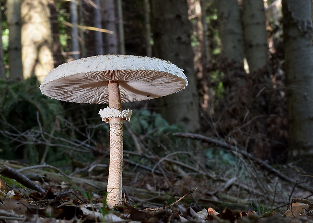 bedľa vysoká Macrolepiota procera (Scop.) Singer