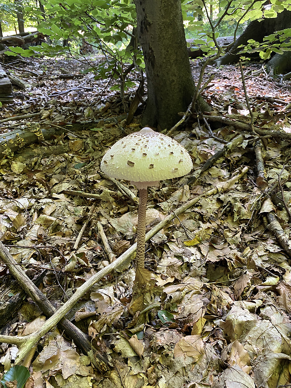 bedľa vysoká Macrolepiota procera (Scop.) Singer