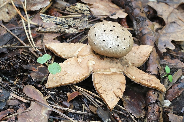 mnohokrčka dierkovaná Myriostoma coliforme (Dicks.) Corda