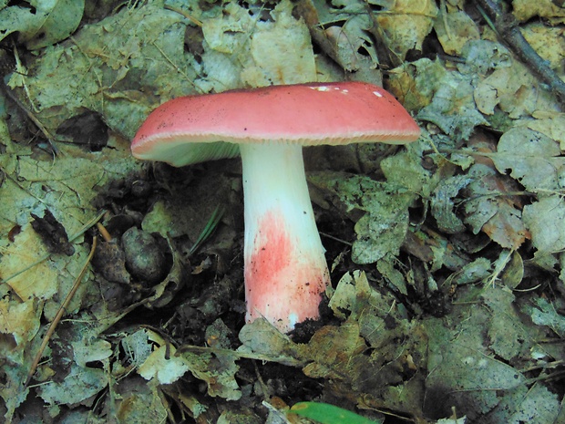 plávka Russula sp.