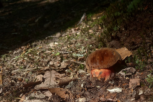 hríb zrnitohlúbikový Sutorius luridiformis (Rostk.) G. Wu & Zhu L. Yang