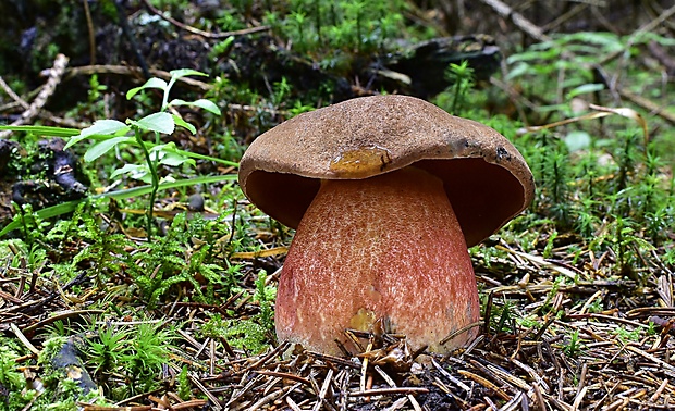 hríb zrnitohlúbikový Sutorius luridiformis (Rostk.) G. Wu & Zhu L. Yang