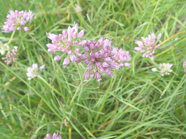 cesnak sivkastý horský Allium senescens subsp. montanum (Fr.) Holub