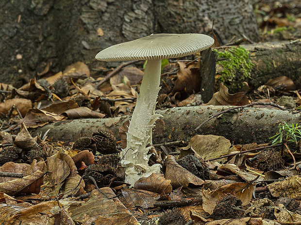 muchotrávka umbrovožltá Amanita battarrae (Boud.) Bon