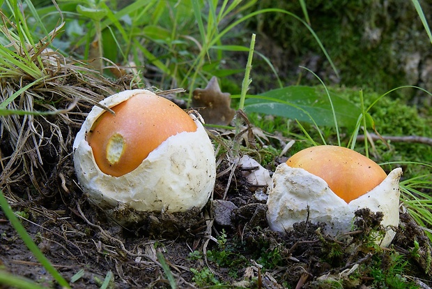 muchotrávka cisárska Amanita caesarea (Scop.) Pers.