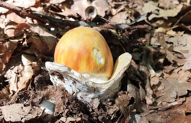 muchotrávka cisárska Amanita caesarea (Scop.) Pers.