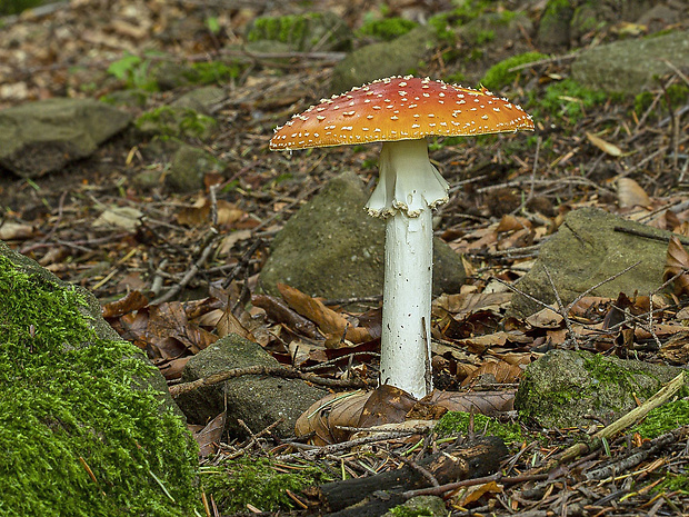 muchotrávka červená Amanita muscaria (L.) Lam.