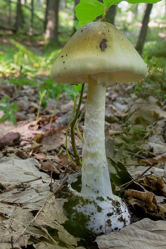 muchotrávka zelená Amanita phalloides (Vaill. ex Fr.) Link