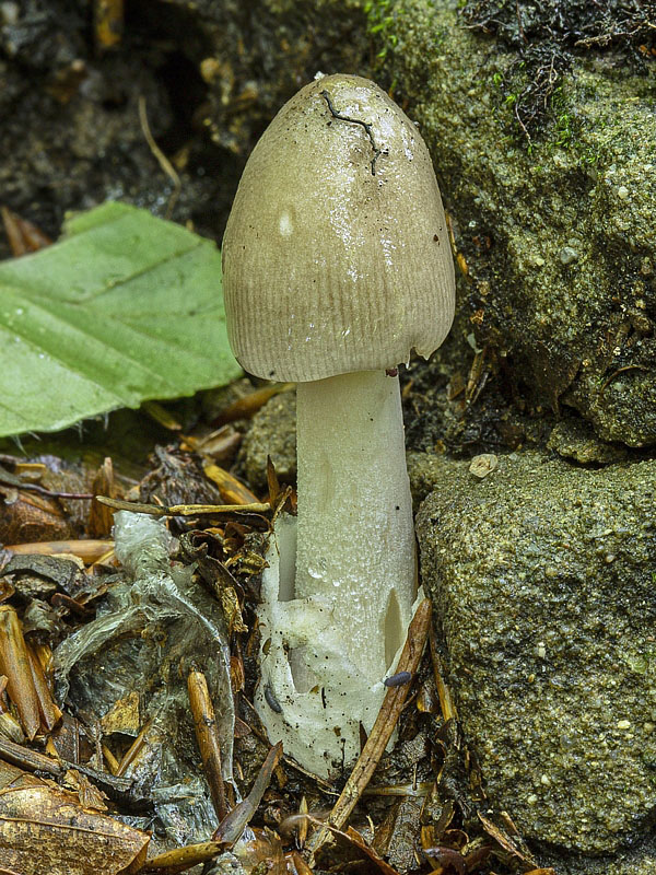 muchotrávka pošvatá Amanita vaginata (Bull.) Lam.