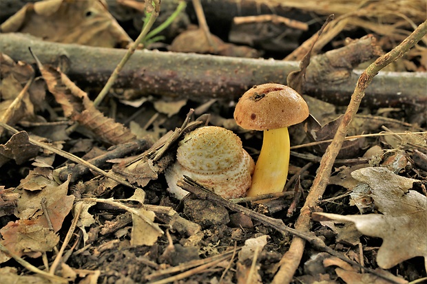 zlatohríb úhľadný Aureoboletus gentilis (Quél.) Pouzar