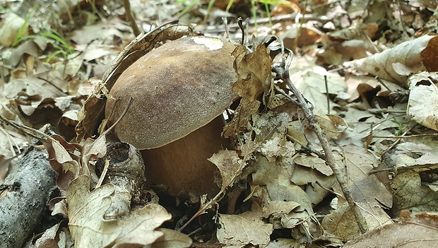 hríb bronzový Boletus aereus Bull. ex Fr.