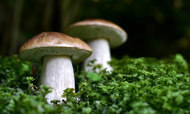 hríb smrekový Boletus edulis Bull.