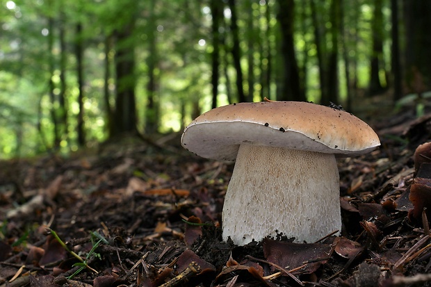 hríb smrekový Boletus edulis Bull.