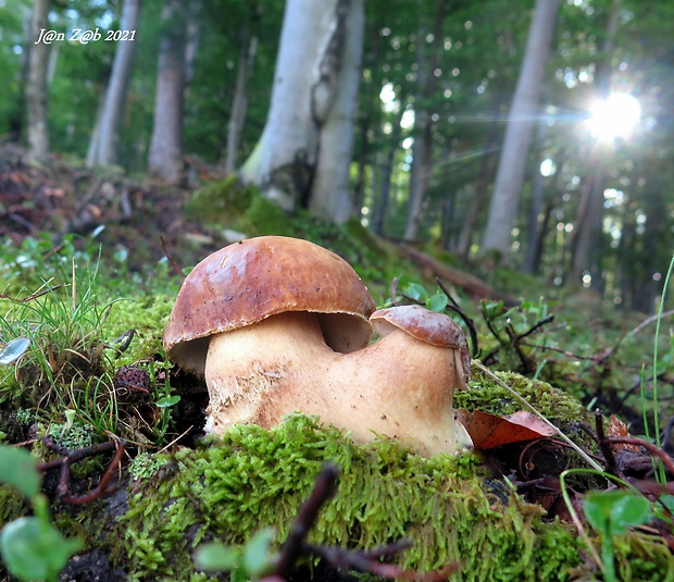 hríb dubový Boletus reticulatus Schaeff.