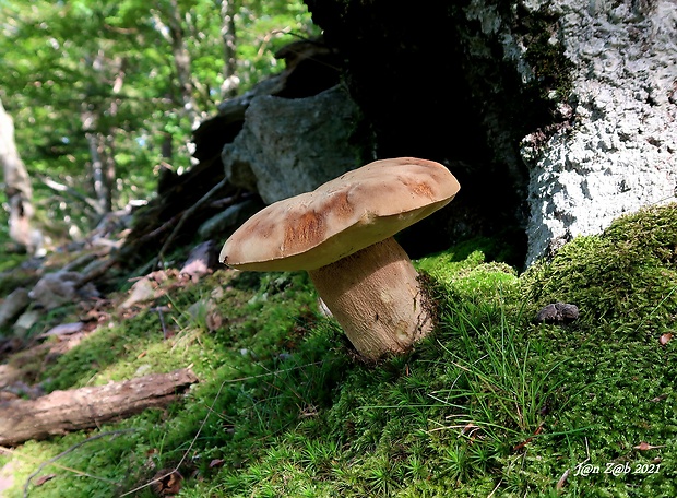 hríb dubový Boletus reticulatus Schaeff.