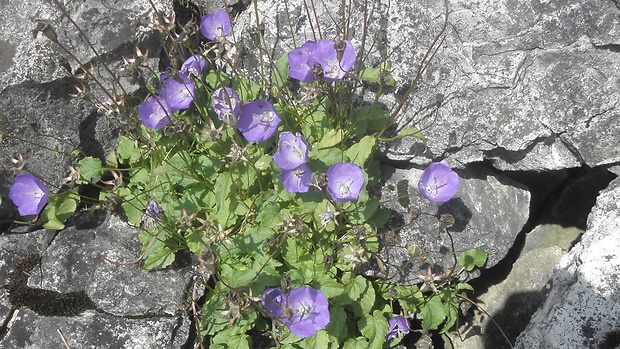 zvonček karpatský Campanula carpatica Jacq.