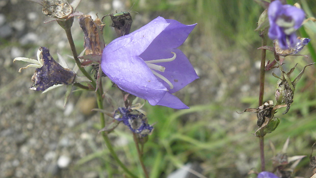 zvonček broskyňolistý Campanula persicifolia L.